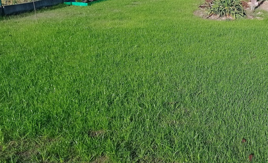 koszenie trawy